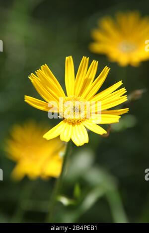 Buphthalmum salicifolium, gelbes Ochsenauge, goldgelb Stockfoto