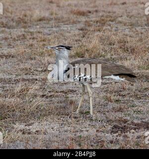 Denham's Bustard im Ngorongoro-Krater, Tansania, Afrika Stockfoto