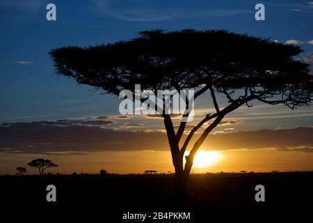 Denham's Bustard im Ngorongoro-Krater, Tansania, Afrika Stockfoto