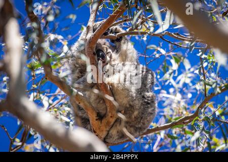 Ein wilder Koala sitzt in einem Eukalyptusbaum an Kennet Park, Victoria, Australien schlafen. Stockfoto