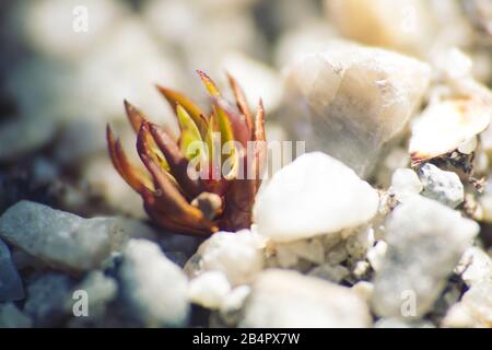 Mikroskopische Pflanzen unter weißem Quarzsand, die in die Welt der ultrakromen Bergtundra jenseits des arktischen Kreises Eindringen. Flora von Lappland auf Reisen Stockfoto