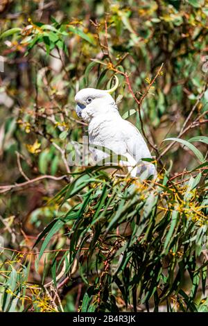 Ein australischer, gelber (schwefelhaltiger) Kakadu sitzt in einem Gummibaum entlang der Great Ocean Road im Kennet Park, Victoria, Australien. Stockfoto