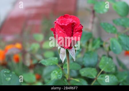 Rote Rosenblüte mit Regentropfen auf Blütenblättern, die im Garten wachsen. Schöne und romantische Blume blüht auf dem Hinterhof. Heller Pflanzenbusch. Valentine Geschenk und Liebe Symbol. Floraler natürlicher Hintergrund Stockfoto