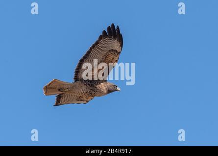 Rotschwein-Falke, Buteo jamaicensis, dunkle Form, im Flug. Stockfoto