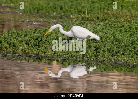 Great White Egret, Ardea alba, füttert unter Papageienfedern in einem Teich, Kalifornien. Stockfoto