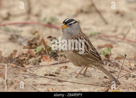 Adulter, weiß-krönender Sparren, Zonotrichia leucophrys, im Winter, an der zentralkalifornischen Küste Stockfoto