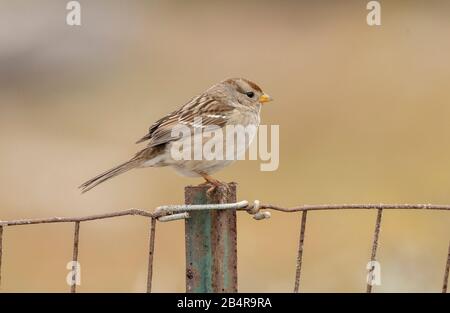 Unreife, weiß-krönende Sparrie, Zonotrichia leucophrys, im Winter, an der zentralkalifornischen Küste Stockfoto