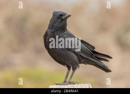 Amerikanische Krähe, Corvus brachyrhynchos, am Pfosten, zentrale kalifornische Küste. Stockfoto