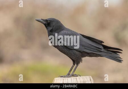 Amerikanische Krähe, Corvus brachyrhynchos, am Pfosten, zentrale kalifornische Küste. Stockfoto