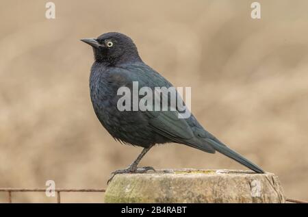 Schwarzvogel des männlichen Brauers, Euphagus cyanocephalus, Wintergefiederung, kalifornische Küste. Stockfoto