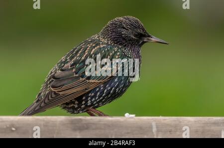 Adulter Starling, Sturnus vulgaris, im Wintergefieders. Stockfoto