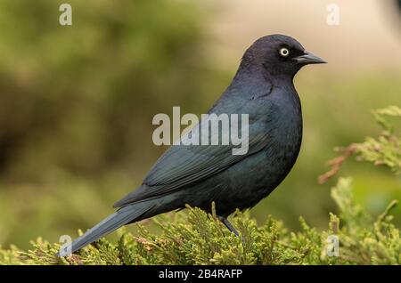 Schwarzvogel des männlichen Brauers, Euphagus cyanocephalus, Wintergefiederung, kalifornische Küste. Stockfoto