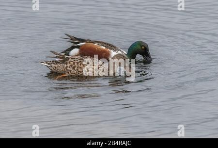 Der nördliche shoveler, Der Spatel Clypeata, paaren sich im Winter am See. Stockfoto