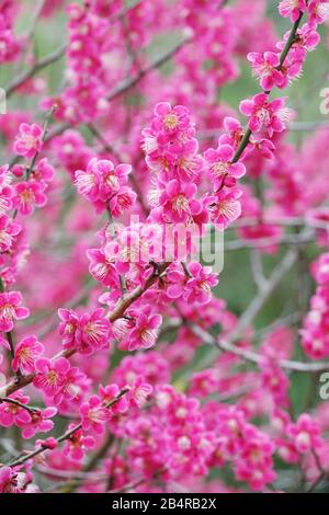 Winterblühender Sträucher Prunus mume Beni Chidori Japanischer Aprikosenbaum Frühlingsrosa Blüten auf Ästen Stockfoto