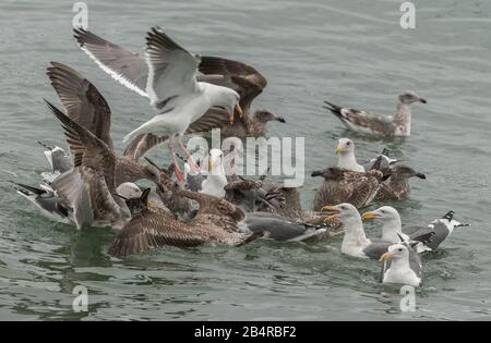 Western Gull, Larus occidentalis Fütterung Raserei für einen Gegenstand von Flotsam, Küste von Zentral-Kalifornien. Stockfoto