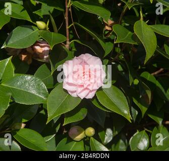 Frühlingsblütler häufiger Camellia- oder japanischer Rosenstrauch (Camellia japonica "Kick Off") in einem Country Cottage Garden im ländlichen Devon, England, Großbritannien Stockfoto