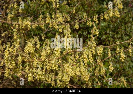 Frühling Blühender Spike Witch Hazel Laubstrauch (Corylopsis spicata) Wächst in einem Woodland Garden im ländlichen Cornwall, England, Großbritannien Stockfoto