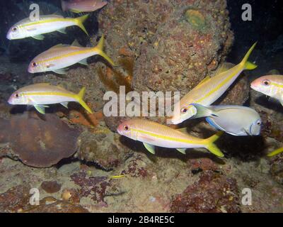 Schule des gelben Ziegenfisches (Mulloidichthys martinicus) Stockfoto