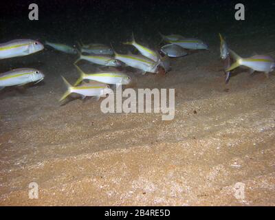 Schule des gelben Ziegenfisches (Mulloidichthys martinicus) Stockfoto