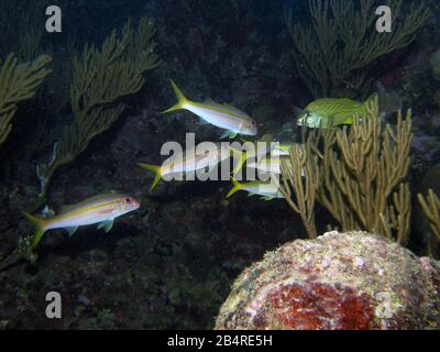 Schule des gelben Ziegenfisches (Mulloidichthys martinicus) Stockfoto