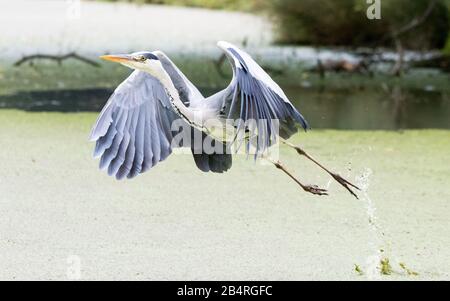 Ein erschrockener grauer Reiher fliegt über einen See im Bucky Park, West London Stockfoto