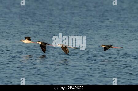 Gruppe von Schwarzhalsstelzen, Himantopus mexicanus im Flug über die Küstenlagune, Kalifornien. Stockfoto