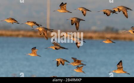 Marmorierte Godwits, Limosa Fedoa, fliegen in den Abendroost, Kalifornien. Stockfoto