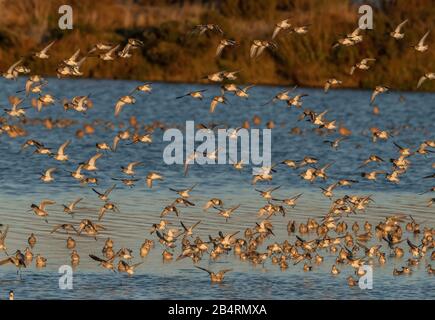 Dunlin, Calidris alpina pazifica und andere Küstenvögel, die in der flachen Lagune, San Pablo Bay, National Wildlife Refuge, Kalifornien, nach Roost kommen Stockfoto