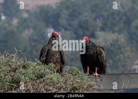 Paar Putengeier, Cathartes Aura, nach der Fütterung verpercht. Kalifornien. Stockfoto