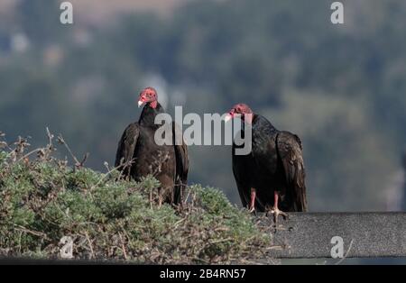 Paar Putengeier, Cathartes Aura, nach der Fütterung verpercht. Kalifornien. Stockfoto