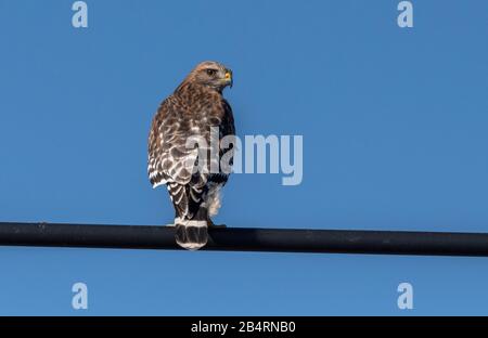 Rot-schulterter Falke, Buteo lineatus, auf Draht gehievt, Jagd. Bodega Bay, Kalifornien. Stockfoto