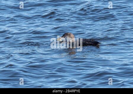 Überwinterung Großer Nordtaucher, oder gewöhnliche Lende, Gavia immer, Fütterung und Fischen in Küstenwasser. Stockfoto