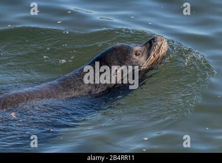 Kalifornischer Seelöwe, Zalophus californianus, schwimmt in Küstenwasser im zentralen Kalifornien. Stockfoto