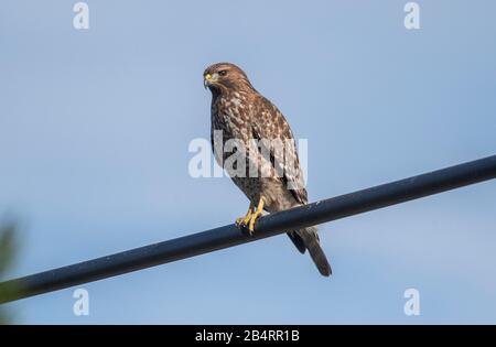 Juvenile Rotschwänzchen, Buteo jamaicensis, auf Draht. Stockfoto