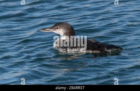 Überwinterung Großer Nordtaucher, oder gewöhnliche Lende, Gavia immer, Fütterung und Fischen in Küstenwasser. Stockfoto