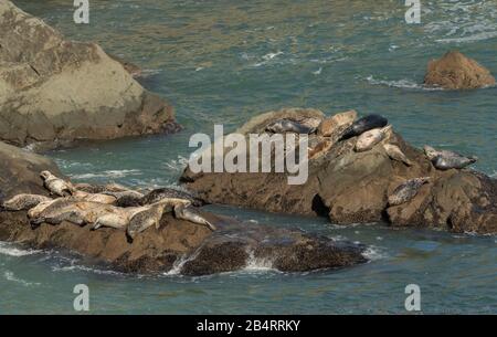 Pacific Harbour Seals oder Common Seal, Phoca vitulina, die auf Felsen ruht und auf Felsen lastet, kalifornische Küste. Stockfoto