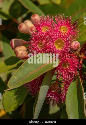 Rot blühender Gummi, Corymbia ficifolia, in Blüte. Endemisch im Südwesten Australiens. Stockfoto