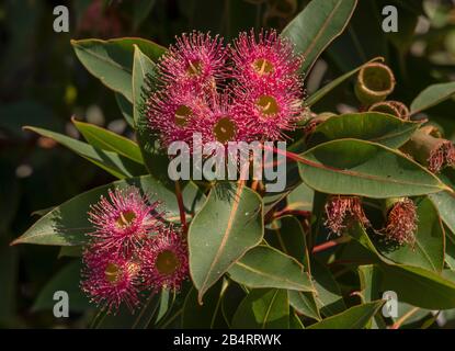 Rot blühender Gummi, Corymbia ficifolia, in Blüte. Endemisch im Südwesten Australiens. Stockfoto