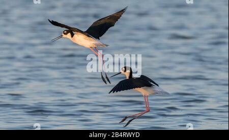 Paar Schwarzhalsstelze, Himantopus mexicanus in der Dämmerung im Flug. Stockfoto