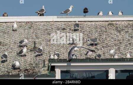 Die Masse der westlichen Gulls, die das Dach des Buiding, Hafen von San Francisco, besetzen. Stockfoto