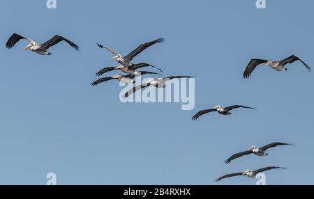 Flock of Brown Pelicans, Pelecanus occidentalis in Flight, Wintergefieder; kalifornische Küste. Stockfoto