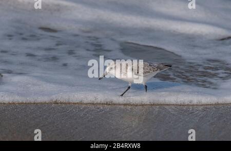 Sanderling, Calidris alba, Nahrungssuche entlang der Gezeitenlinie. Stockfoto