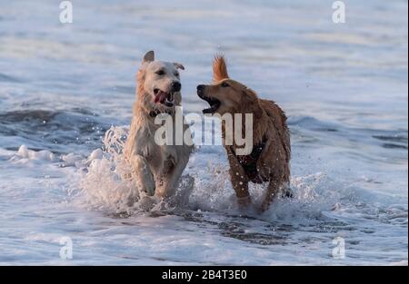 Hunde, die an einem sonnigen Abend in der Brandung spielen. Stockfoto
