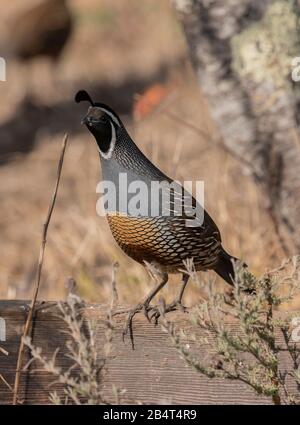 Männliche Kalifornische Wachtel, Callipepla californica, an Zaun in Sagebush, Kalifornien. Stockfoto