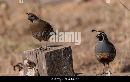 Männlich und weiblich California Wachtel, Callipepla californica, auf Zaun in Sagebush, Kalifornien. Stockfoto