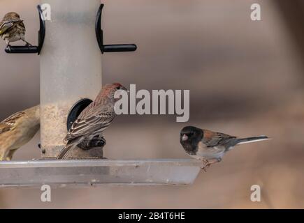 Hausfinch und dunkeläugiger Junco auf Vogelzubringer im kalifornischen Garten Stockfoto