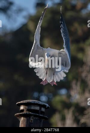 Western Gull, Larus occidentalis, im Flug, Küste von Zentralkalifornien. Stockfoto