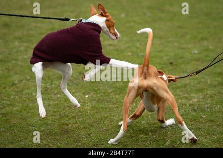 Am dritten Tag der Crufts Dog Show spielen zwei Ibizan-Hundes im Birmingham National Exhibition Centre (NEC). Stockfoto