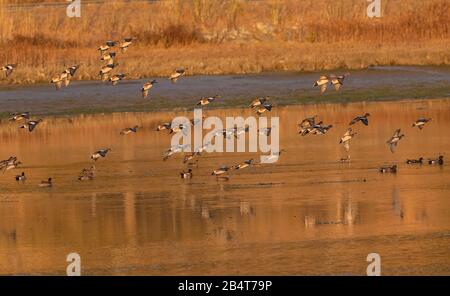 Flock of American Wgeon, Mareca Americana, im Flug über von Sonnenuntergang beleuchtete Gewässer der Lagune von Bolinas, Kalifornien. Stockfoto