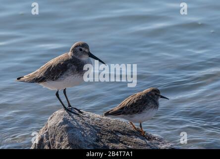 Dunlin und Least Sandpiper, Calidris Minutilla thront auf Felsen auf Tideline, Kalifornien. Stockfoto